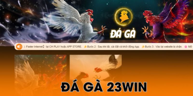 Giới thiệu nội dung chính về sảnh đá gà 23win